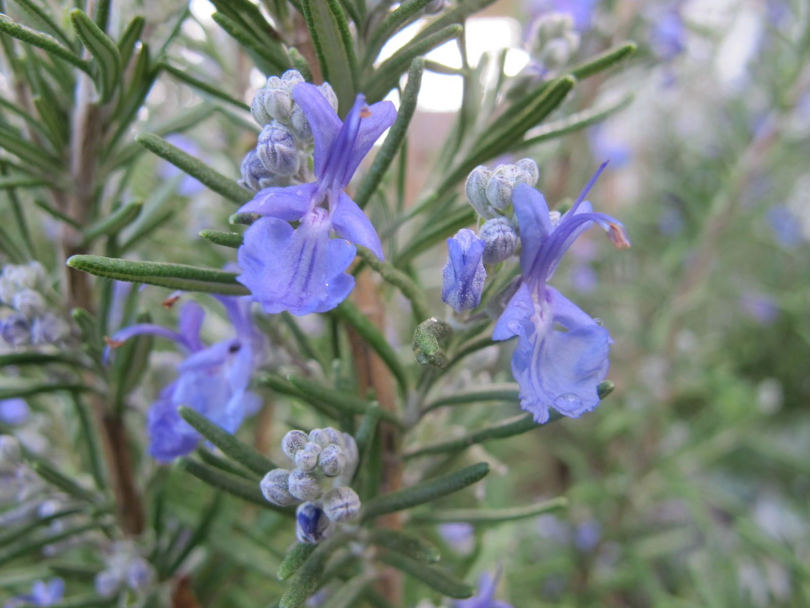 Rosemary Mint Shampoo